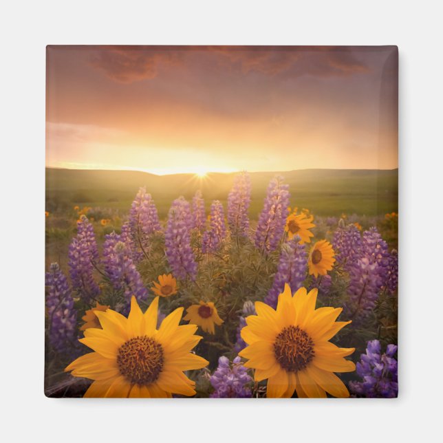 Sonnenuntergang-Gänseblümchen Magnet (Vorne)
