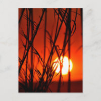 Sonnenuntergang hinter dem Bambus