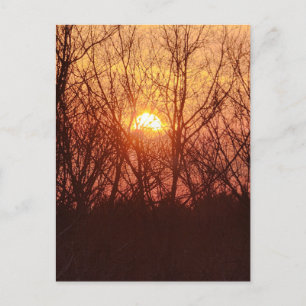 Sonnenuntergang hinter den Bäumen Postkarte