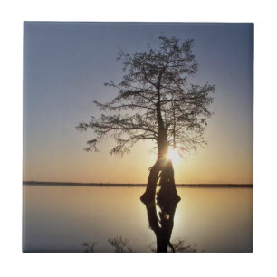 Sonnenuntergang hinter einem Baum Fliese