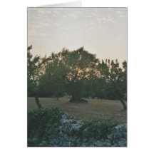 Sonnenuntergang im Olivenhain