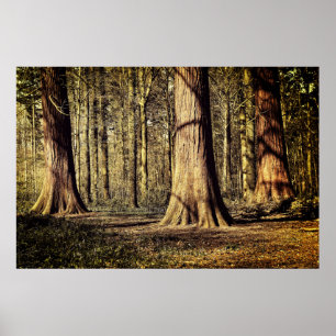 Sonnenuntergang im Wald Poster