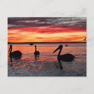 Sonnenuntergang in der Monkey Mia Postkarte