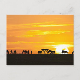 Sonnenuntergang in Serengeti Postkarte