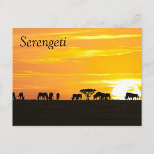 Sonnenuntergang in Serengeti Postkarte