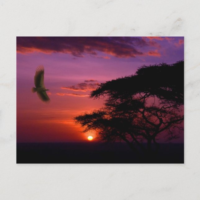 Sonnenuntergang in Serengeti, Tansania Postkarte (Vorderseite)