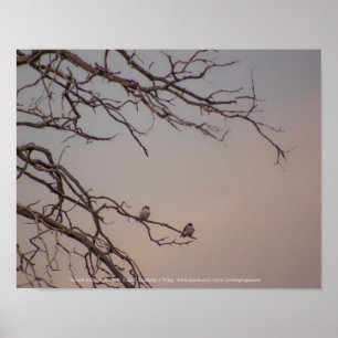 Sonnenuntergang mit den Shrikes Poster