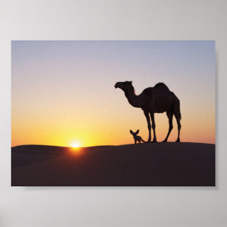 Sonnenuntergang mit Kamel und Fennek Poster