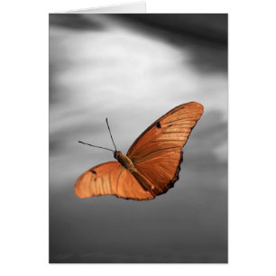 Sonnenuntergang mit Schmetterling