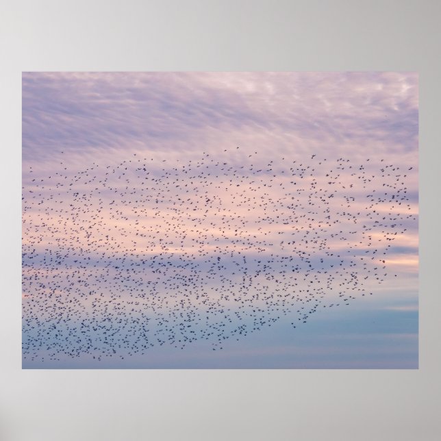 Sonnenuntergang-Murmuration-Poster Poster (Vorne)