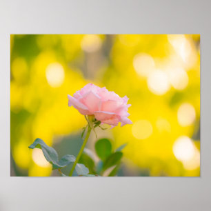 Sonnenuntergang Rosa Rosen Delight - Goldener Boke Poster