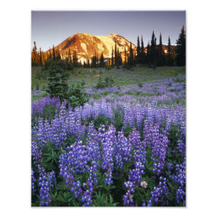 Sonnenuntergang über dem Mt. Adams und einer subal Fotodruck