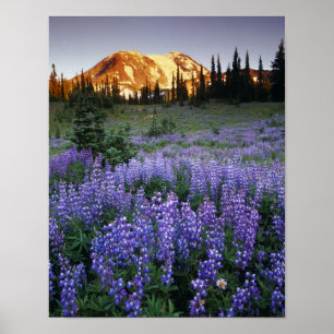 Sonnenuntergang über dem Mt. Adams und einer subal Poster