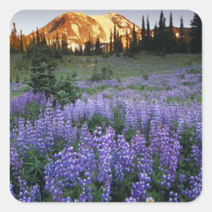 Sonnenuntergang über dem Mt. Adams und einer subal Quadratischer Aufkleber