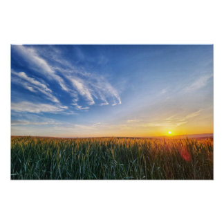 Sonnenuntergang über einem Feld Poster