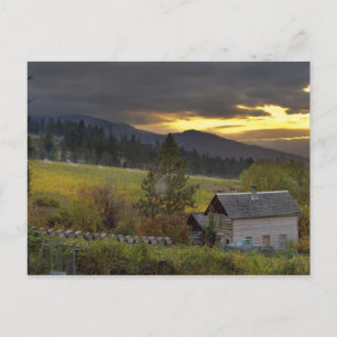Sonnenuntergang über Weinbergen und historische Bl Postkarte