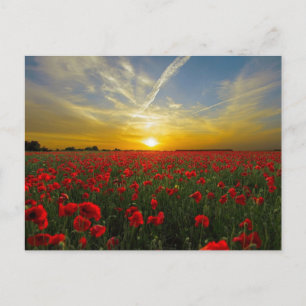 Sonnenuntergang von Roten Mohnchen Postkarte