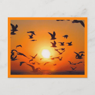 Sonnenuntergangs-Szene mit orangem Rand Postkarte