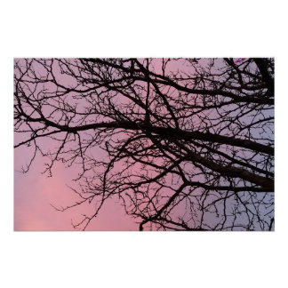 Sonnenuntergangsbaumzweige Fotografie Planetm13 Poster