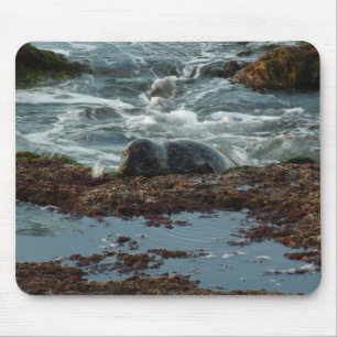 Sonnenuntergangsbeleuchtete Seehund I in San Diego Mousepad