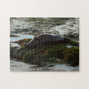 Sonnenuntergangsbeleuchtete Seehund II in San Dieg Puzzle