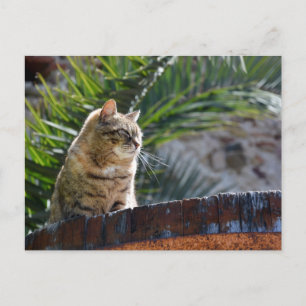 Sonnenverwöhnte Freiluft-Tabbykatze entspannt auf  Postkarte