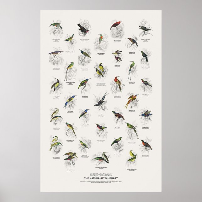 Sonnenvögel - Naturalist's Library Poster (Vorne)