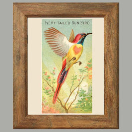 Sonnenvogel, Set von 6 Vogelgalerie-Wandbildern, 2 Poster