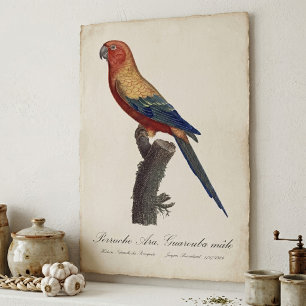 Sonnenzügelara Männchen, Aratinga solstitialis Poster