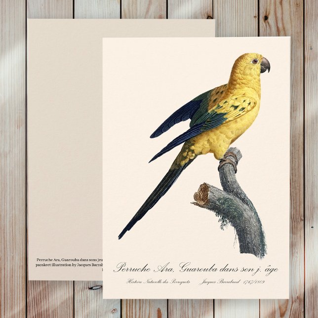 Sonnenzügelara oder Sonnensittich Aratinga solstit Dankeskarte (Young Sun Parakeet or Conure Aratinga solstitialis. Thank You Card)