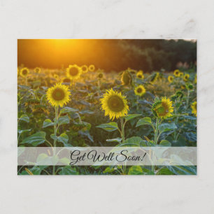 Sonneuntergang Beim Sonnenblumenfeld Gute Besserun Postkarte