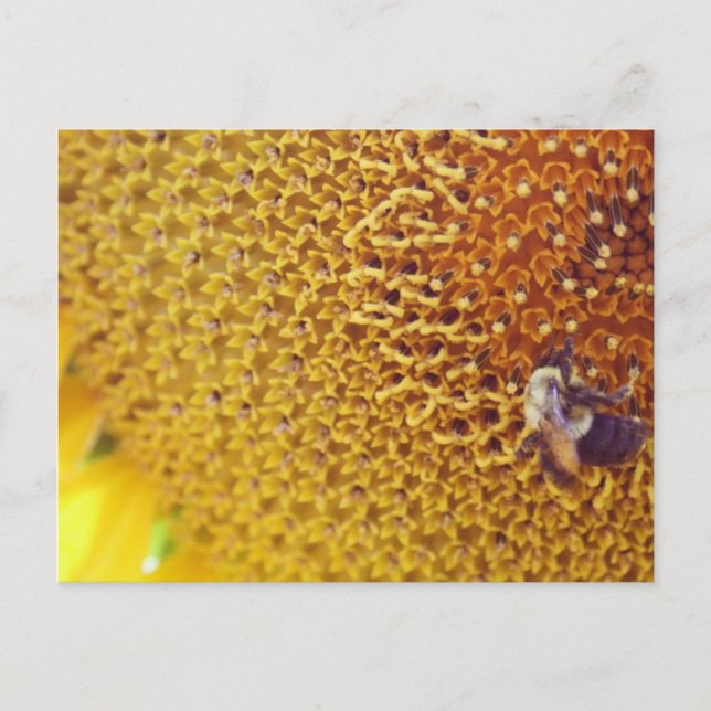 sonnig postkarte (Vorderseite)