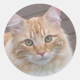 sonnig runder aufkleber