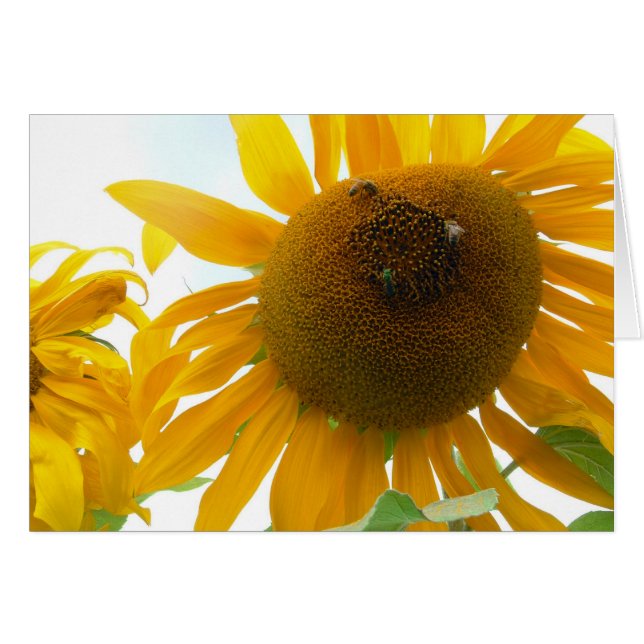 Sonnige Bienen (Vorderseite (Horizontal))