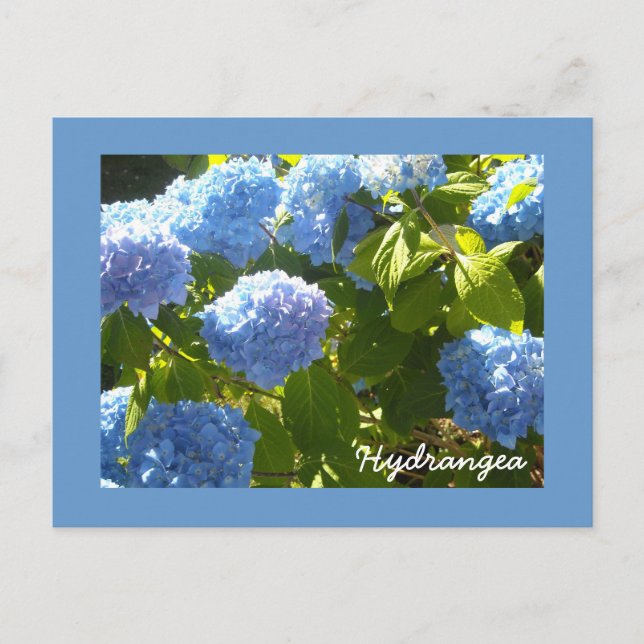 Sonnige Blaue Hortensie Postkarte (Vorderseite)