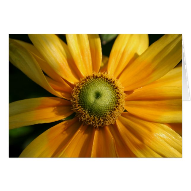 Sonnige Blume (Vorderseite (Horizontal))