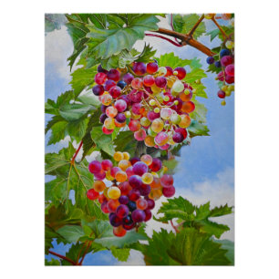Sonnige Grapevine - Farbenfrohe Trauben Poster