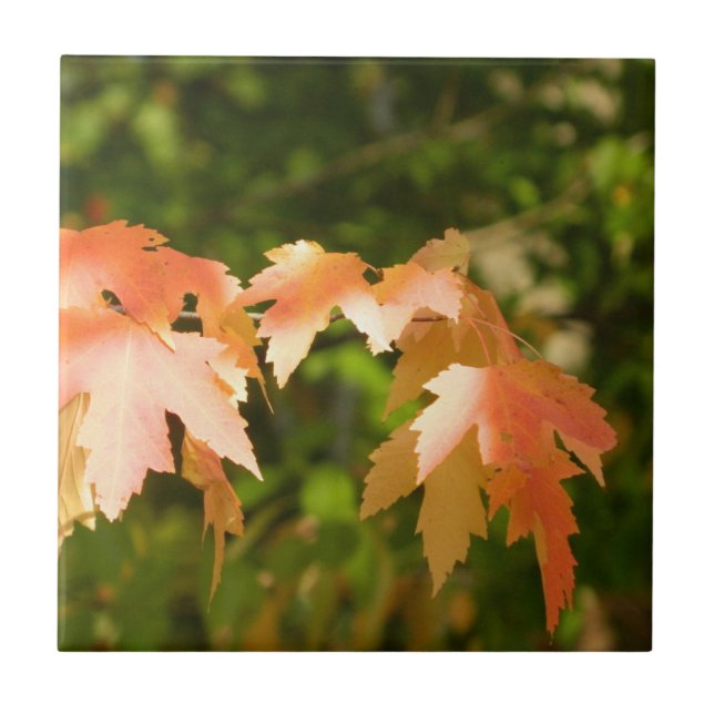Sonnige Herbstbänke dekorativ Tile Fliese (Vorderseite)