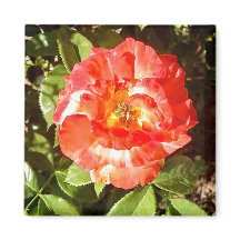 Sonnige Rose.......