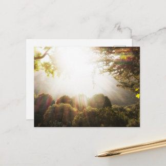 Sonnige serene Waldwiese Postkarte