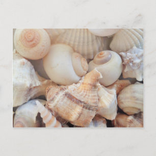 Sonnige Sommerhäuser, Muscheln Beach Liebe Postkarte