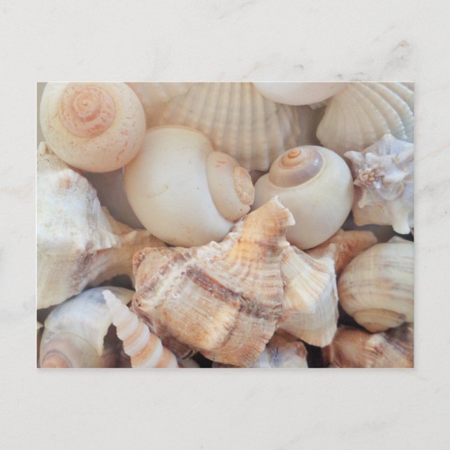 Sonnige Sommerhäuser, Muscheln Beach Liebe Postkarte (Vorderseite)