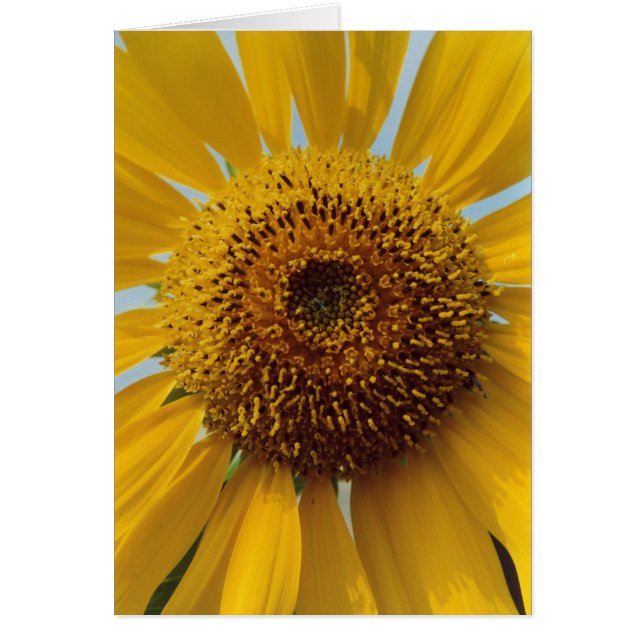 Sonnige Sonnenblume - nahes hohes der riesigen (Vorne)