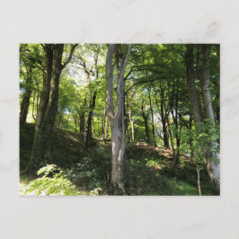Sonnige Waldlandschaft. Woodland Glade Postkarte