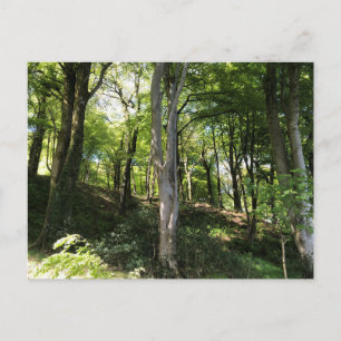 Sonnige Waldszene. Waldlichtung Postkarte