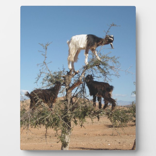 Sonnige Ziegen im Baum Fotoplatte (Vorderseite)