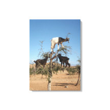 Sonnige Ziegen im Baum