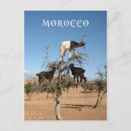 Sonnige Ziegen im Baum Postkarte