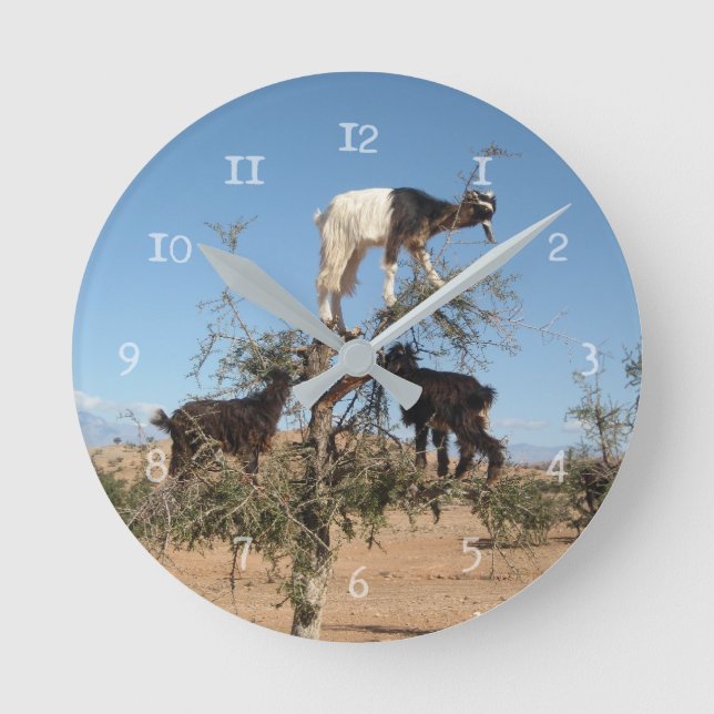 Sonnige Ziegen im Baum Runde Wanduhr (Vorderseite)