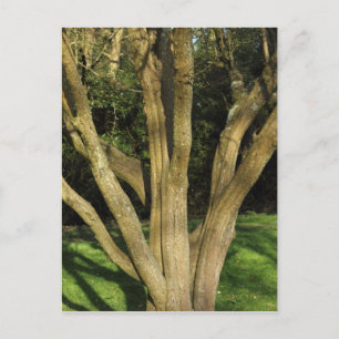 Sonniger Baum Postkarte